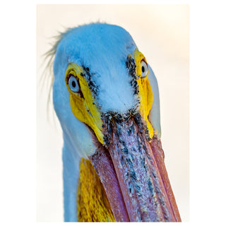 Close-up of a pelican's face with a light background. Fine Art Greeting Card By Will Davis Studios Photo by Matt Punches