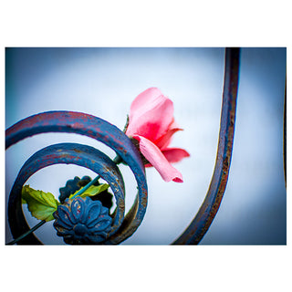 Pink Silk flower and green leaves on a decorative metal spiral against a blue background photo by Matt Punches