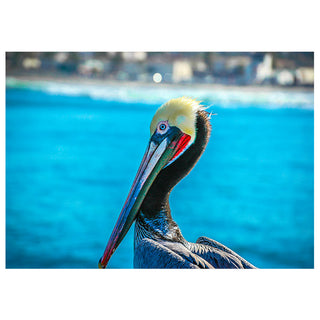Pelican with a blue water background. Fine Art Greeting Card by Will Davis Studios Photo by Matt Punches