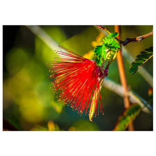 Close-up of a red flower with green leaves on a blurred natural background. Fine Art Greeting Card by Will Davis Studios Photo by Matt Punches