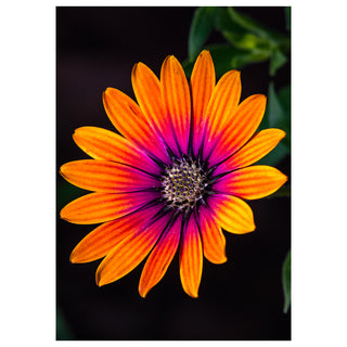 Fine art macro photograph of an African Daisy in full bloom with brilliant orange petals graduating to deep magenta and violet at the center, featuring an intricate dark purple disk, set against a rich black background, printed as a 5x7 greeting card by Will Davis Studios.