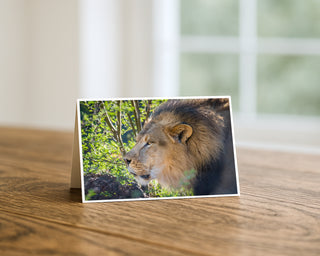 7x5 landscape greeting card on a wooden table featuring a close-up side profile of a majestic African lion in natural green surroundings, fine art wildlife photography by Will Davis Studios