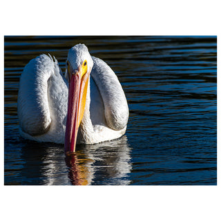American White Pelican close-up standing in calm water with reflection, fine art wildlife photography greeting card (5x7) by Matt Punches from Will Davis Studios