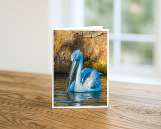 American white pelican swimming in golden water featured on a 5 x 7 fine art wildlife photography greeting card by Matt Punches at Will Davis Studios.