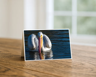Horizontal American White Pelican fine art photography greeting card displayed on a wooden table, featuring a close-up pelican on water with reflection, photographed by Matt Punches for Will Davis Studios