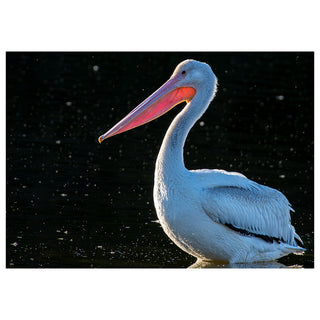 Fine art portrait of an American White Pelican with glowing white plumage and vivid orange-red bill against a dark reflective water background, printed as a 5x7 greeting card by Will Davis Studios.