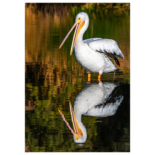 American White Pelican standing in still water with a vivid mirror reflection, captured in fine art wildlife photography by Matt Punches for a Will Davis Studios 5x7 greeting card.