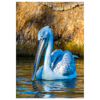 American white pelican swimming on calm water featured on a 5 x 7 fine art wildlife photography greeting card by Matt Punches at Will Davis Studios.