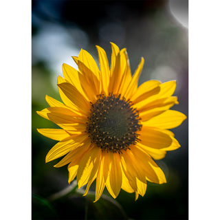 Fine art photograph of a sunflower backlit by warm late-day sunlight with luminous translucent yellow petals rimmed in gold surrounding a rich chocolate-brown center disk, set against a dreamy bokeh background of soft blues, deep greens, and scattered lens flare orbs, printed as a 5x7 greeting card by Will Davis Studios.