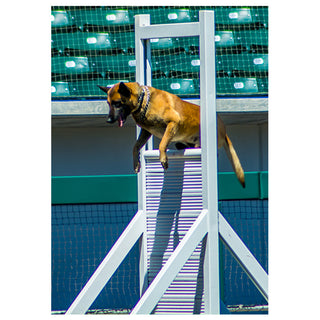 A fine art action photograph of a Belgian Malinois mid-leap over an agility obstacle at a baseball stadium, with teal green seats visible in the background, by Will Davis Studios.