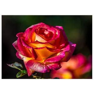 A close-up fine art photograph of a stunning bicolor rose with warm golden orange inner petals and deep magenta-pink edges, set against a dark garden background, by Will Davis Studios
