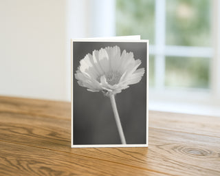 Black and white macro photograph of a daisy flower on a minimalist background, fine art greeting card by Will Davis Studios.