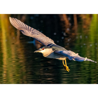 
Fine art photograph of a Black-crowned Night Heron in low flight over water with wings fully spread, showing slate blue and white plumage, vivid red eye, and bright yellow feet, against a warm amber and deep green bokeh reflection background, printed as a 5x7 greeting card by Will Davis Studios.