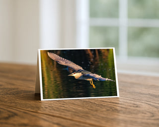 Black-crowned night heron flying low over water at sunset, wildlife photography greeting card by Will Davis Studios.