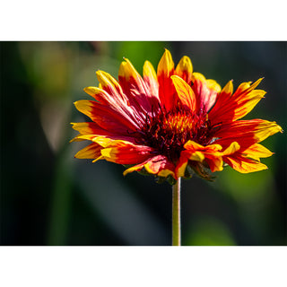 Fine art photograph of a Gaillardia blanket flower in full bloom with scarlet red and yellow-tipped petals radiating outward from a deep burgundy center disk, backlit by warm sunlight on a slender stem against a dark moody green bokeh background, printed as a 5x7 greeting card by Will Davis Studios.