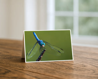 Blue dragonfly 5x7 greeting card from Will Davis Studios displayed standing on a wooden table near a bright window — vivid blue dragonfly with translucent wings and turquoise eyes perched on a twig against a soft green background, wildlife macro fine art card