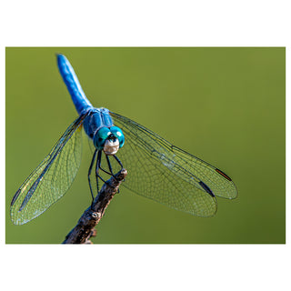 Blue dragonfly 5x7 greeting card from Will Davis Studios featuring a vivid blue dragonfly perched on a slim twig with translucent wings and turquoise compound eyes against a soft green background — wildlife macro fine art card