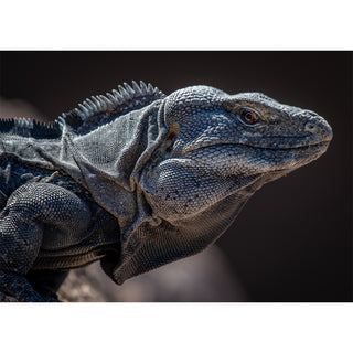 Fine art close-up portrait of a Blue Iguana with detailed scales and dorsal spines against a dark background, printed as a 5x7 greeting card by Will Davis Studios