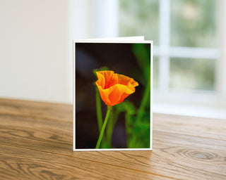 California poppy orange wildflower fine art photography greeting card 5x7 by Matt Punches featuring a vibrant poppy bloom with soft natural background.
