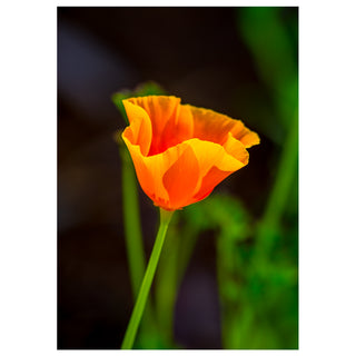 Vibrant orange California poppy flower close up fine art photography greeting card 5x7 by Will Davis Studios with soft natural background.
