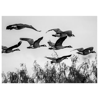 Black and white wildlife photography of Canada Geese flying over trees, fine art nature image used for a 5x7 greeting card.