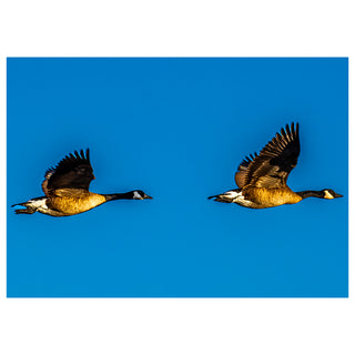 Fine art photograph of two Canada Geese flying side by side in perfect synchrony against a flawless deep cobalt blue sky, their wings fully extended and golden-brown bodies glowing in warm light with bold black necks and crisp white chin patches, printed as a 5x7 greeting card by Will Davis Studios.