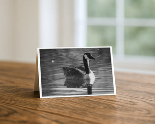 Black and white wildlife photograph of a Canada goose swimming on calm water with reflections, nature greeting card by Will Davis Studios.