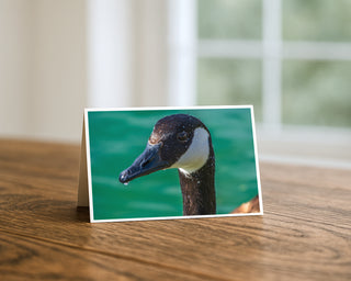 Horizontal 5 x 7 greeting card featuring a close-up Canada goose portrait with water droplets, wildlife photography greeting card displayed on a wooden table.