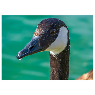 Canada goose close-up portrait with water droplets on feathers, fine art wildlife photography greeting card 5 x 7 by Matt Punches at Will Davis Studios.