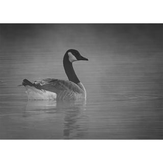 Black and white fine art photograph of a Canada Goose gliding across calm misty water, captured in elegant profile, printed as a 5x7 greeting card by Will Davis Studios