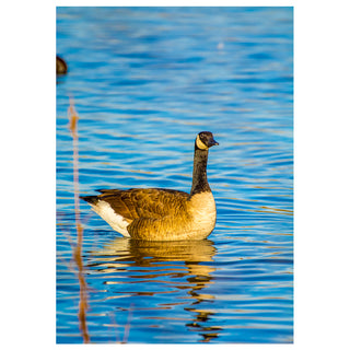 Canada Goose on Blue Water Fine Art Wildlife Photography Greeting Card – 5 x 7 Nature Bird Card by Matt Punches