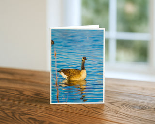 Canada goose swimming on blue water with reflection, displayed on a vertical 5 x 7 fine art wildlife photography greeting card by Matt Punches.