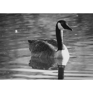 Canada Goose in Snow – Black & White Fine Art Greeting Card (5 x 7)