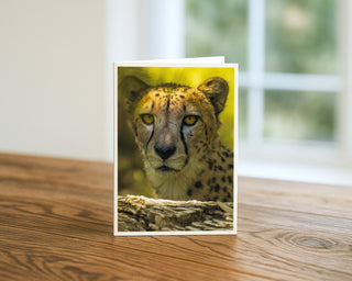 5x7 wildlife fine art greeting card featuring a close-up portrait of a cheetah with golden eyes, photographed by Matt Punches for Will Davis Studios.