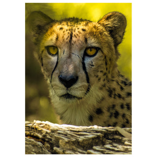 Close-up portrait of a cheetah with golden eyes resting behind a log, wildlife fine art photography greeting card by Matt Punches.