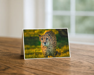 Cheetah close up fine art wildlife photography greeting card displayed on a wooden table, featuring a majestic cheetah walking forward in warm natural light, 5x7 nature animal card by Matt Punches from Will Davis Studios.