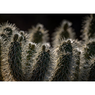 Fine art extreme macro photograph of a Cholla cactus with densely packed silvery interlocking spines catching dramatic light along a ridge of bristling arms, with tiny new growth buds emerging at the tips and additional cholla segments dissolving into soft focus against a deep black background, printed as a 5x7 greeting card by Will Davis Studios.