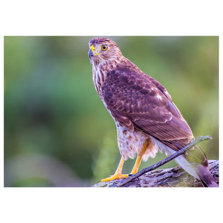 Cooper’s Hawk perched on a branch with sharp yellow eyes and detailed feathers, fine art wildlife photography image for a 5x7 greeting card.