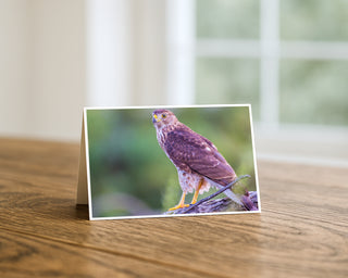5x7 greeting card featuring a Cooper’s Hawk perched on a branch, displayed on a wooden table with soft natural window light background, fine art wildlife photography