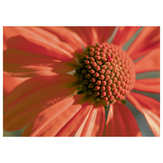 Close-up macro of a coral desert flower with detailed petals and textured center, fine art photography 5x7 greeting card design by Will Davis Studios.