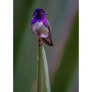 Fine art photograph of a male Costa's Hummingbird perched on the tip of a pale agave leaf, displaying a brilliant iridescent purple crown and gorget with fluffy white and sage-green breast feathers, set against a soft layered green bokeh background, printed as a 5x7 greeting card by Will Davis Studios.