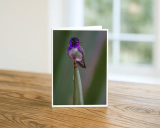 Close-up photograph of a Costa’s hummingbird with vibrant purple throat perched on a plant stem against a soft green background, wildlife greeting card by Will Davis Studios.