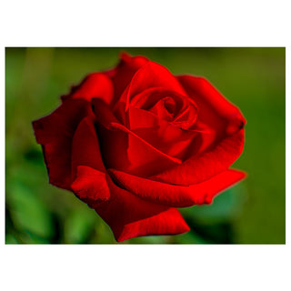 Close-up fine art photograph of a single crimson red rose in full bloom against a soft blurred green garden background, printed as a 5x7 greeting card by Will Davis Studios.
