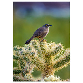 Curved-billed thrasher perched on a cholla cactus in the desert, fine art wildlife photography featured on a 5 x 7 greeting card.