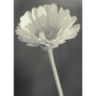 Fine art black and white close-up photograph of a single daisy on a slender stem shot from a low angle against a soft gray background, printed as a 5x7 greeting card by Will Davis Studios.