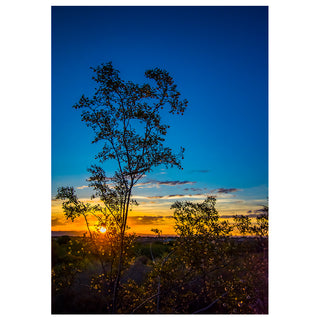 Desert sunrise fine art landscape photography greeting card featuring golden sunrise light behind desert trees and a colorful Southwest sky, 5x7 nature card by Matt Punches from Will Davis Studios.