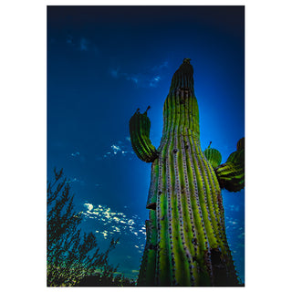 Low-angle view of a tall Saguaro cactus against a deep blue Arizona sky, desert landscape fine art photography greeting card design