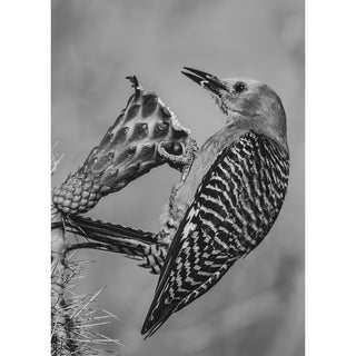 Black and white fine art photography greeting card featuring a Gila woodpecker clinging to a cactus stem and feeding at a spent bloom, with bold zebra-striped wing barring, sharp cactus spines, and a soft blurred Sonoran Desert background. 5x7 card.