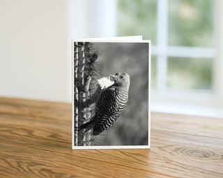Gila woodpecker on saguaro black and white 5x7 greeting card from Will Davis Studios displayed standing on a wooden table near a bright window — zebra-striped Gila woodpecker clinging to a saguaro cactus with a single bloom in monochrome, Southwest wildlife fine art card