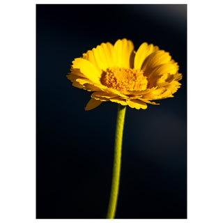 A single golden calendula flower with layered yellow petals and a textured center glows against a deep midnight blue background in this fine art nature photograph by Will Davis Studios.